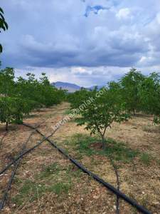 Satılık Tarla + Ruhsatlı Konut 1