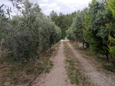 Serik Akbaş Satılık Zeytin Bahçesi Ve Prefabrik Ev 3