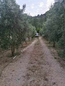 Serik Akbaş Satılık Zeytin Bahçesi Ve Prefabrik Ev 1