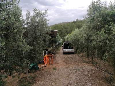Serik Akbaş Satılık Zeytin Bahçesi Ve Prefabrik Ev 13