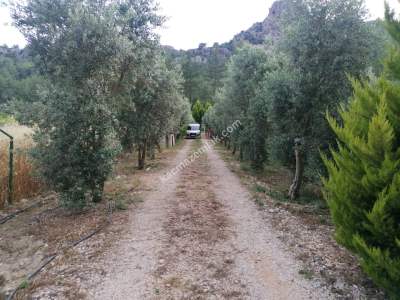 Serik Akbaş Satılık Zeytin Bahçesi Ve Prefabrik Ev 10