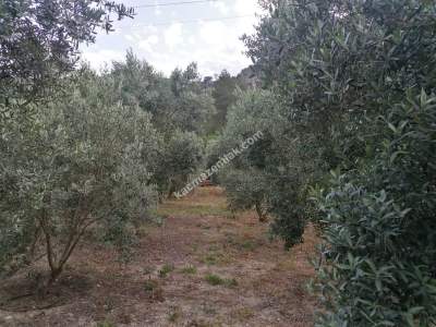 Serik Akbaş Satılık Zeytin Bahçesi Ve Prefabrik Ev 2