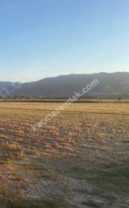 Kaçmaz Emlak Nazilliden Kuyucakta Satılık Fırsat Tarla 3