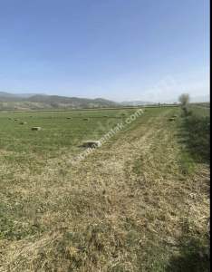 Kaçmaz Emlak Nazilliden Satılık Verimli Tarla 4