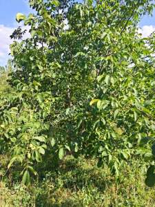 Burdur Ağlasun Yeşilbaşköy 2 Tapu Satılık 2