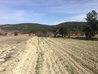 Bursa Harmancık Kepeklidere Mh Satılık 9200 M² Tarla 7