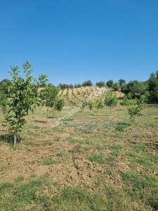 Bursa İnegöl Dipsizgöl Satılık 16600 M2 Şeftali Bahçesi 1