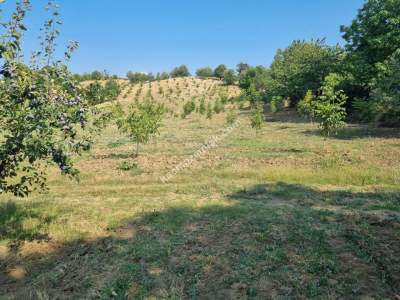 Bursa İnegöl Dipsizgöl Satılık 16600 M2 Şeftali Bahçesi 2