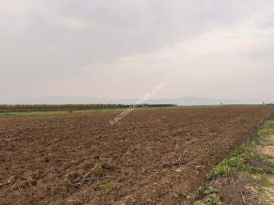 İnegöl Sungurpaşa Köy Satılık Köşe Konum Tarla Arazi 16