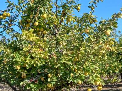 Karacabey Kıranlar Köy Satılık Tarla Arazi Çiftlik 11