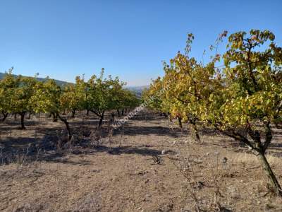 Karacabey Kıranlar Köy Satılık Tarla Arazi Çiftlik 7