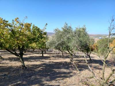 Karacabey Kıranlar Köy Satılık Tarla Arazi Çiftlik 1