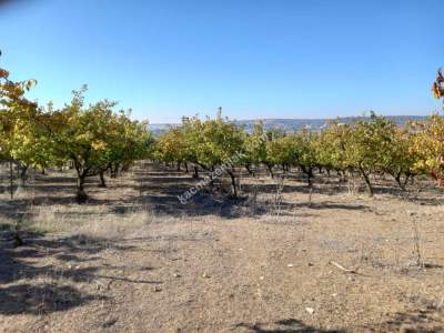 Karacabey Kıranlar Köy Satılık Tarla Arazi Çiftlik 9