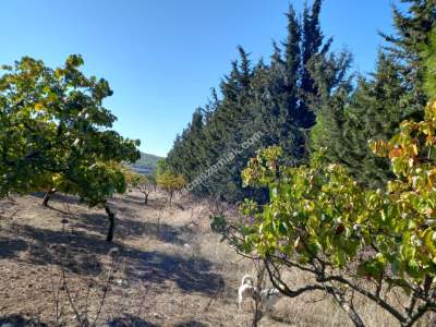Karacabey Kıranlar Köy Satılık Tarla Arazi Çiftlik 23