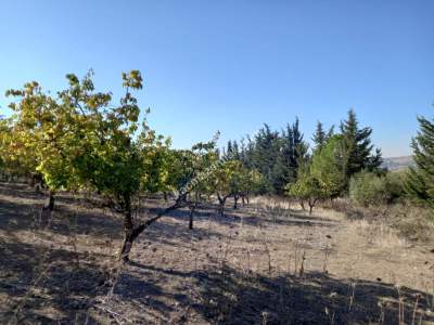 Karacabey Kıranlar Köy Satılık Tarla Arazi Çiftlik 4