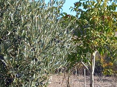 Karacabey Kıranlar Köy Satılık Tarla Arazi Çiftlik 17