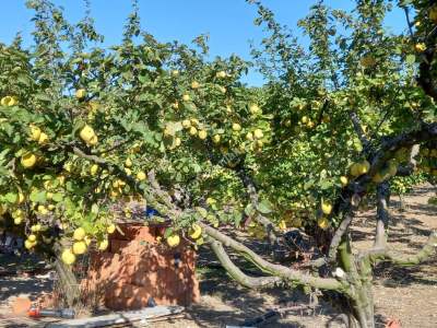 Karacabey Kıranlar Köy Satılık Tarla Arazi Çiftlik 19
