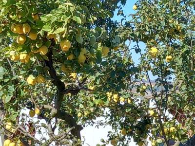 Karacabey Kıranlar Köy Satılık Tarla Arazi Çiftlik 14