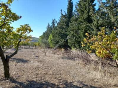 Karacabey Kıranlar Köy Satılık Tarla Arazi Çiftlik 3