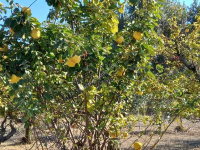 Karacabey Kıranlar Köy Satılık Tarla Arazi Çiftlik 16