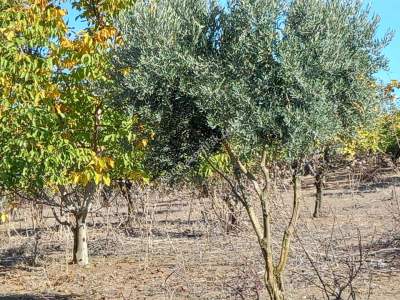 Karacabey Kıranlar Köy Satılık Tarla Arazi Çiftlik 21