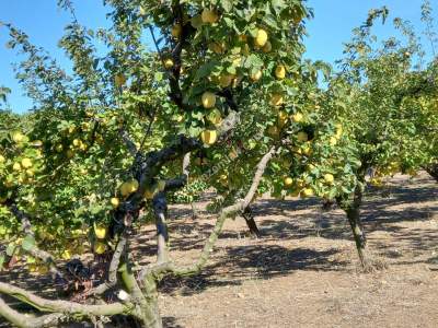 Karacabey Kıranlar Köy Satılık Tarla Arazi Çiftlik 18