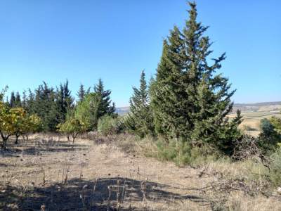 Karacabey Kıranlar Köy Satılık Tarla Arazi Çiftlik 5