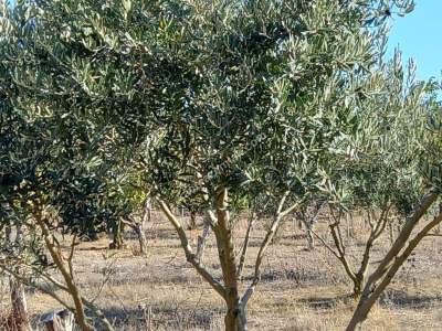 Karacabey Kıranlar Köy Satılık Tarla Arazi Çiftlik 22
