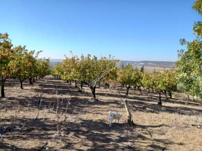Karacabey Kıranlar Köy Satılık Tarla Arazi Çiftlik 6