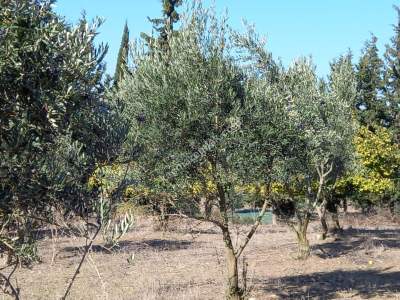 Karacabey Kıranlar Köy Satılık Tarla Arazi Çiftlik 15