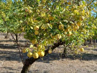 Karacabey Kıranlar Köy Satılık Tarla Arazi Çiftlik 12
