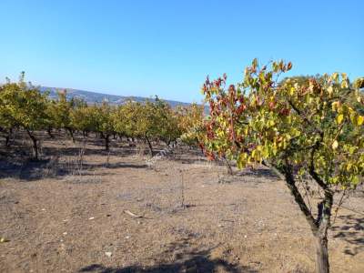 Karacabey Kıranlar Köy Satılık Tarla Arazi Çiftlik 8