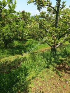 Kaçmaz Emlaktan (Kestel) Satılık Tarla Babasultan Köyü 3