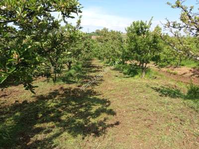 Kaçmaz Emlaktan (Kestel) Satılık Tarla Babasultan Köyü 7