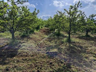 Kaçmaz Emlaktan (Kestel) Satılık Tarla Babasultan Köyü 8