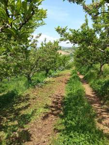 Kaçmaz Emlaktan (Kestel) Satılık Tarla Babasultan Köyü 5