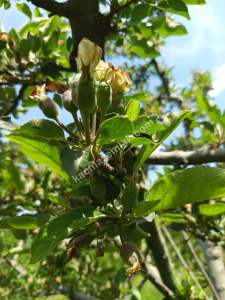 Kaçmaz Emlaktan (Kestel) Satılık Tarla Babasultan Köyü