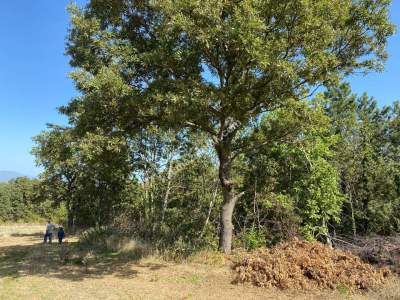 Kestel Gözede Mh Satılık Muhteşem Doğa Manzaralı Tarla 3