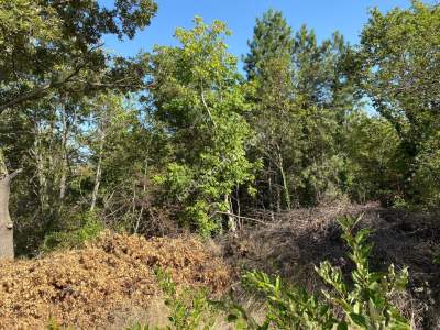 Kestel Gözede Mh Satılık Muhteşem Doğa Manzaralı Tarla 4