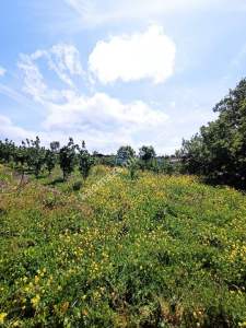 Bursa Kestel Kayacık Köyünde Satılık Tarla 13