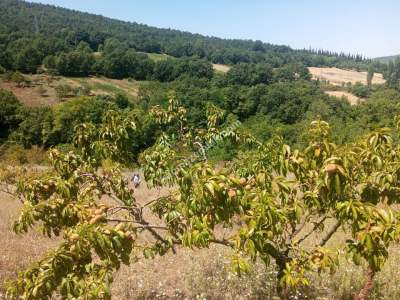 Bursa Kestel Umitalan Mah Satılık 1080 M² Hobi Bahçesi 4