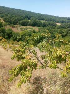 Bursa Kestel Umitalan Mah Satılık 1080 M² Hobi Bahçesi 3