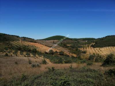 Bursa Mudanya Mirzaoba Köyü’nde Satılık 1545 M² Tarla 3