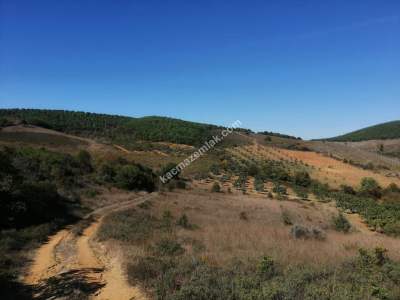 Bursa Mudanya Mirzaoba Köyü’nde Satılık 1545 M² Tarla 4