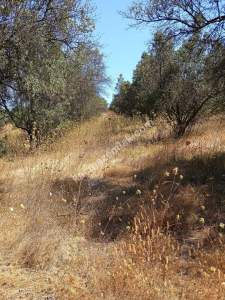 Mudanya Mirzaoba Da Satılık Zeytin Tarlası 15