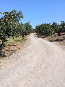 Mudanya Mirzaoba Da Satılık Zeytin Tarlası 19