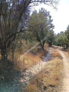 Mudanya Mirzaoba Da Satılık Zeytin Tarlası 16