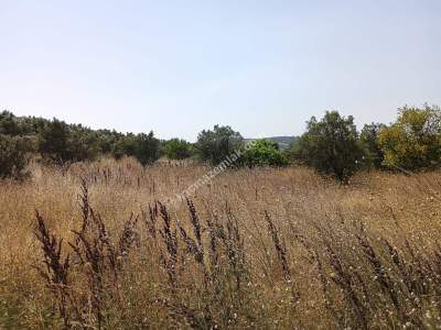 Mudanya Mirzaoba Da Satılık Zeytin Tarlası 2