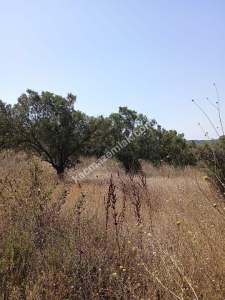 Mudanya Mirzaoba Da Satılık Zeytin Tarlası 17