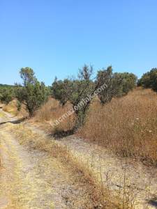 Mudanya Mirzaoba Da Satılık Zeytin Tarlası 13
